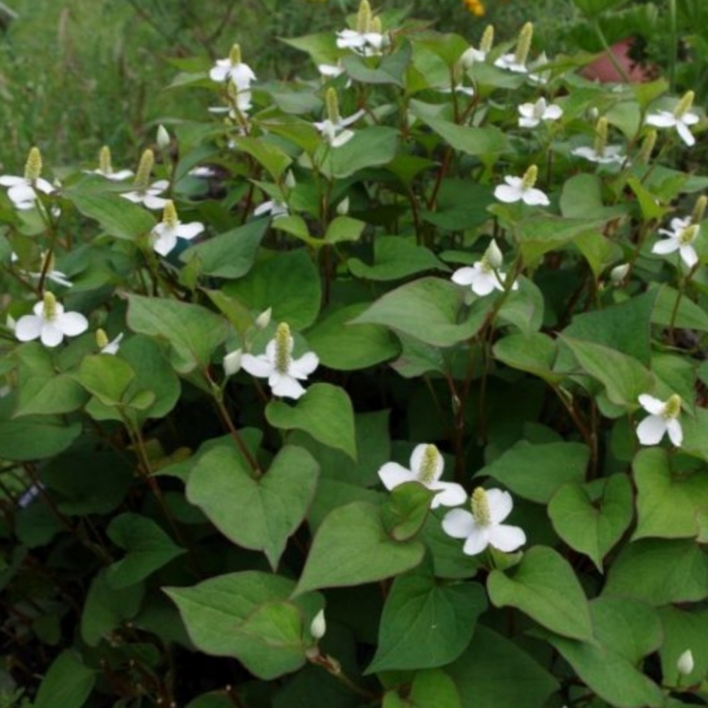 Chameleon Plant Groundcover 30 plants $20 - Picture 4 of 6